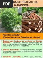 mandiocadoenasepragas-110218162206-phpapp02