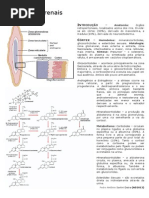 Fisiologia -  Glândula Adrenal