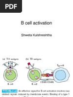 B Cell Activation