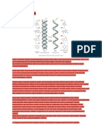 DNA dan RNA