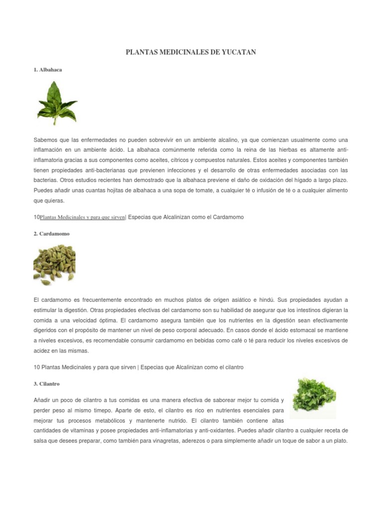 Plantas Medicinales De Yucatan Digestion Cilantro