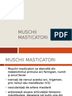 MUSCHII MASTICATORI