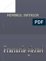 Membrul Inferior Final