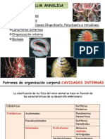 18 Phylum Annelida MM