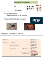 20_Artropodos I. Quelicerados y Miriapodos