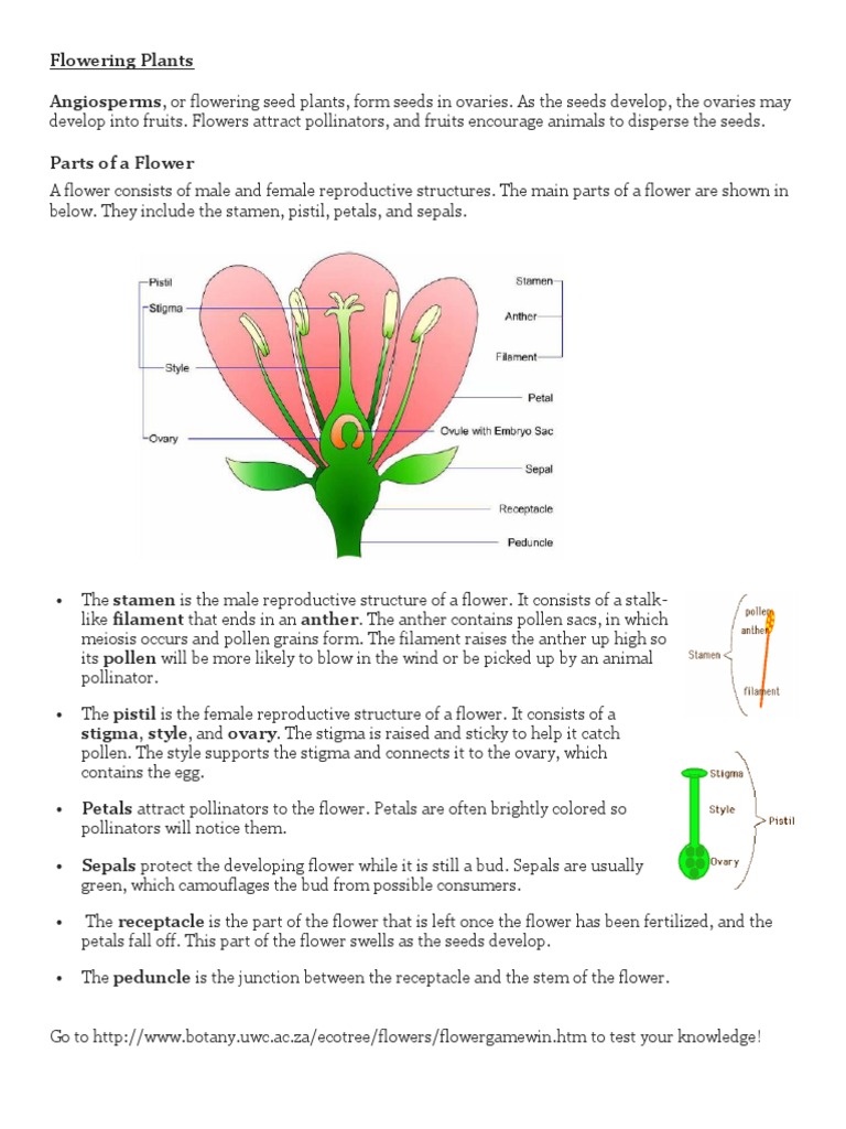 Notes Flower Structure PDF Flowers Pollination