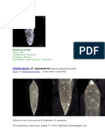 Ichthyolaria: Cf. Squammosa