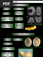 Ecologia e Concha Mollusca