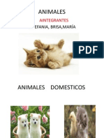 Animales