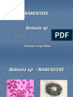 Babesia SP - Babesiose