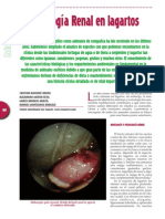 Patologia Renal en Reptiles