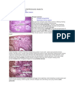 Histologi Saluran Reproduksi Wanita