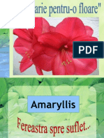 Amaryllis