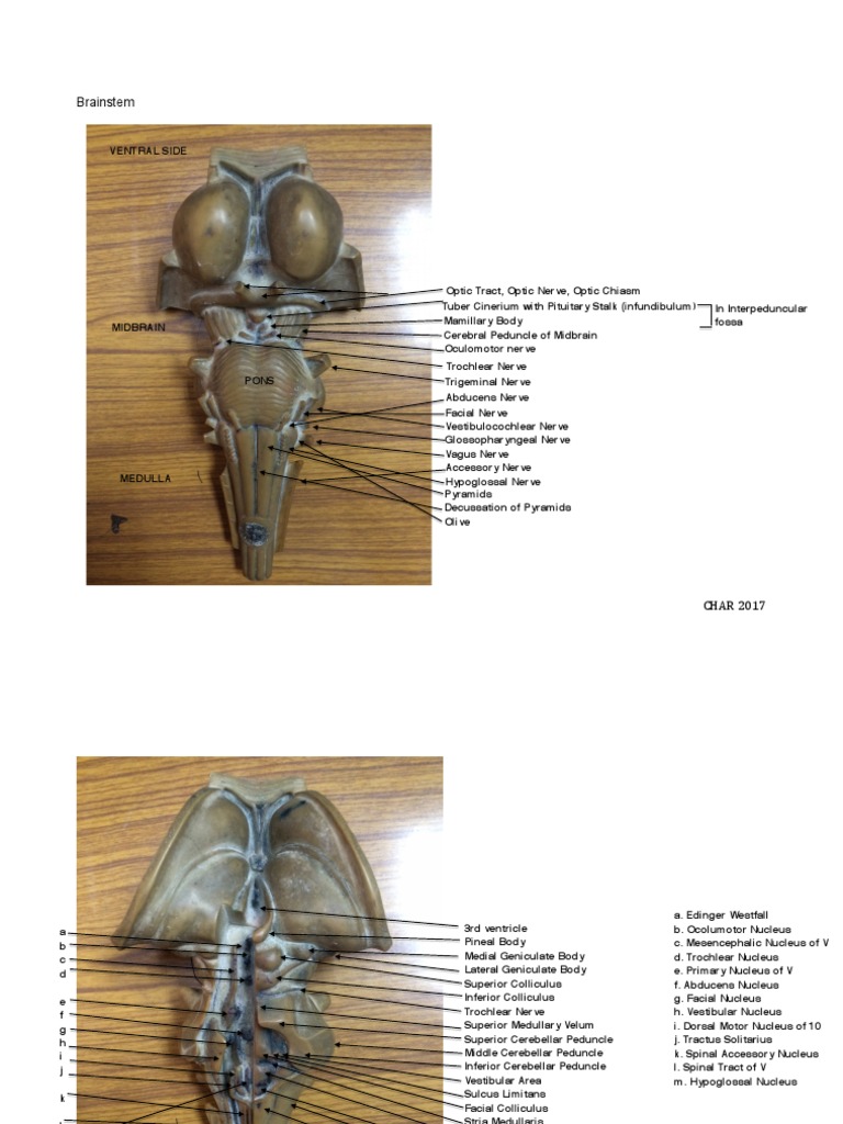 Brainstem Anatomy and Nerves Overview | PDF