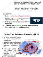 3-1 Boundary of Cell