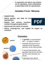 CH 6-3 How Gametes Form