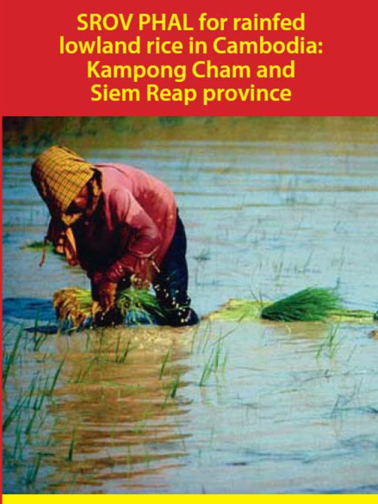 Rice Cultivation Best Practices Guide | PDF | Fertilizer | Rice
