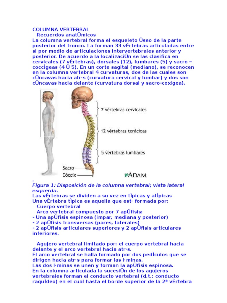 Anatomía y Función de la Columna Vertebral | PDF | La columna vertebral ...