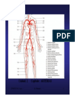 Presentacio N Arterias