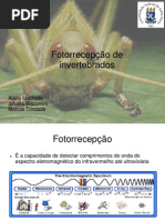 Trabalho Fisio Comp. Fotorrecepção