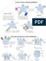 B and T-Cell Development (Reuploaded)