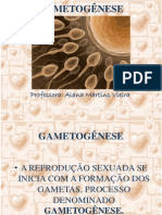 7aula Gametognese 130526082639 Phpapp02