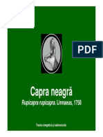 Capra Neagra