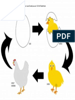 Chicken Life Cycle Flow