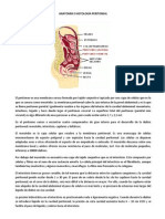 Anatomía e Histología Peritoneal