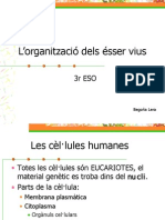 L’organització dels ésser vius