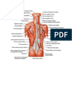 Anatomia