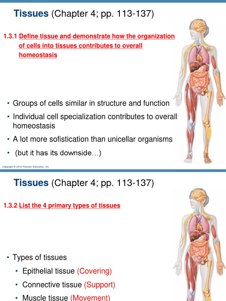 (Chapter 4 Pp. 113-137) : Tissues | PDF | Epithelium | Organ (Anatomy)