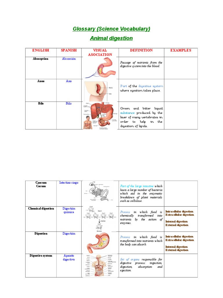 Key Terms in Animal Digestion | PDF | Digestion | Gastrointestinal Tract