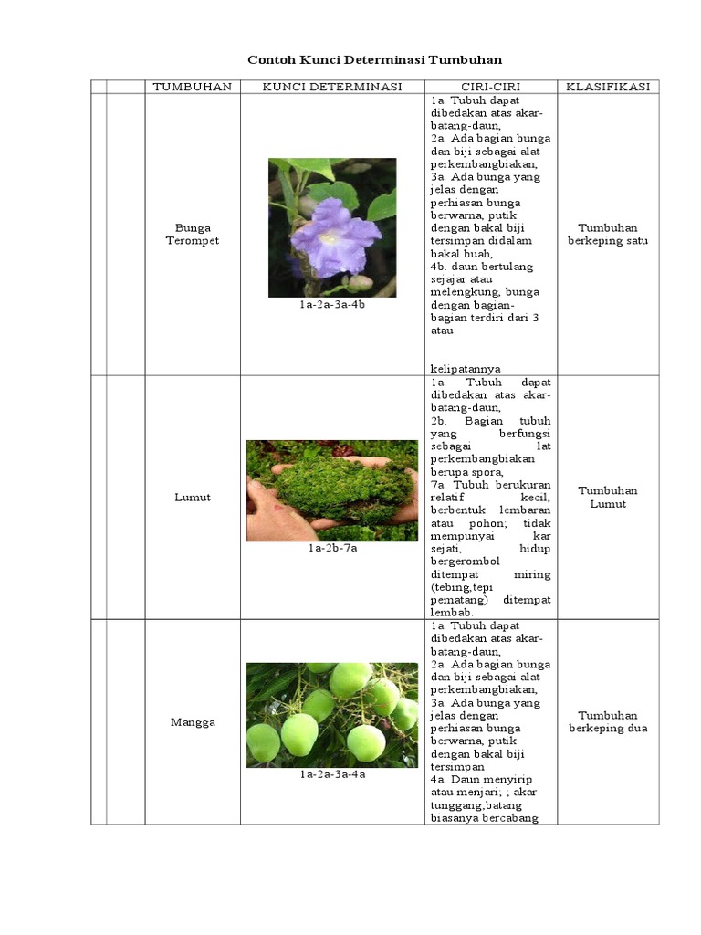 Contoh Kunci Determinasi Tumbuhan | PDF