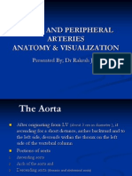 Aorta and Peripheral Arteries Anatomy Visualization