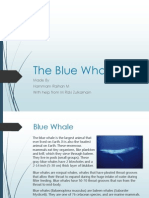 The Blue Whale: Made by Hammam Raihan M With Help From M Rizki Zulkarnain