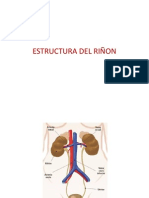 Sistema Renal