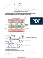 Cardiac Contraction: Transverse (T) Tubule: Enables Conduction of Action Potential To Interior of Muscle Cell