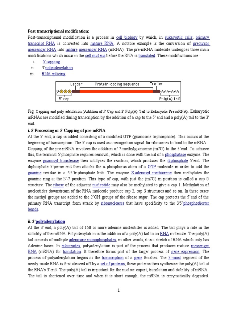 Post-Transcriptional RNA Modifications | PDF | Messenger Rna | Rna
