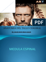 anatomiadeltallocerebral-130711232131-phpapp02