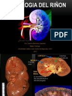 histologiadelrion-131114194510-phpapp02