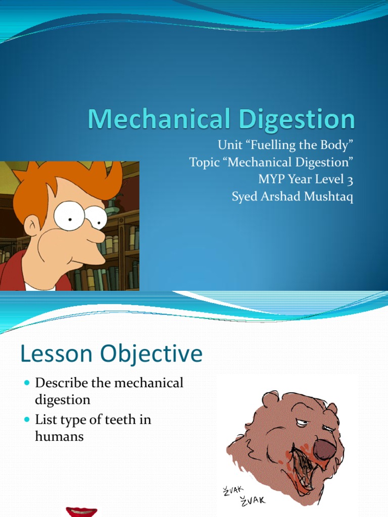 Mechanical Digestion PDF Tooth Dental Anatomy