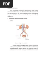 Dasar Teori Sistem Urogenital