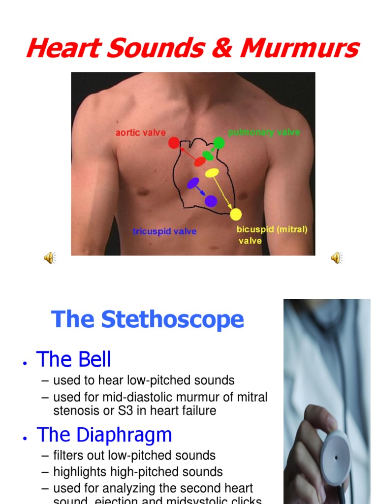 heart sounds and murmurs Heart Cardiovascular System