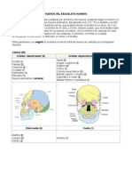 Huesos Del Esqueleto Humano