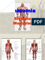 Anatomia Sistema Muscular