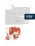 Anatomia Ficatului