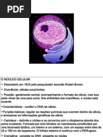 Nucleo Celular