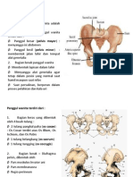 Anatomi Panggul