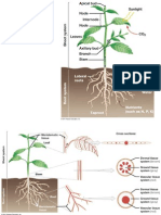 Function of Xylem and Phloem